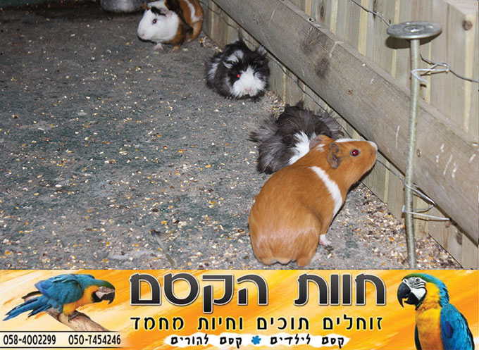 جديد في كفر قاسم - חוות הקסם